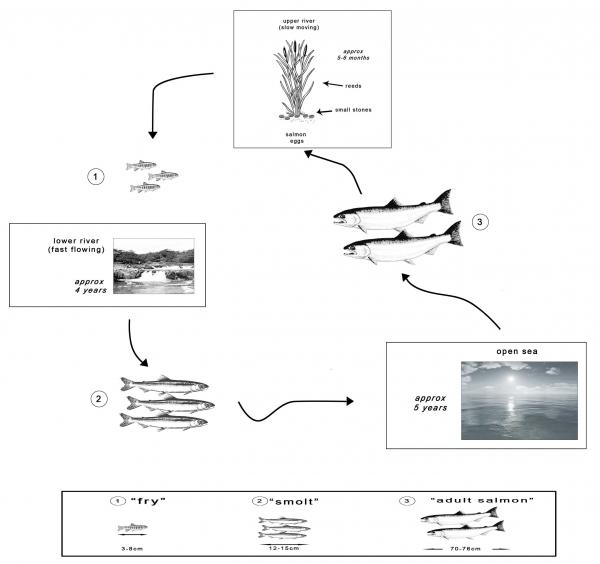 Image result for The diagrams below show the life cycle of a species of large fish called the salmon.Summarize the information by selecting and reporting the main features, and make comparisons where relevant.