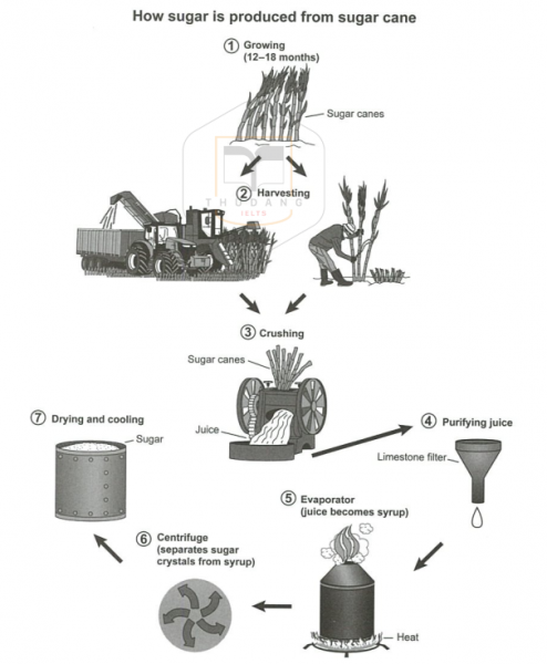 The diagram below shows the manufacturing process for making sugar from ...