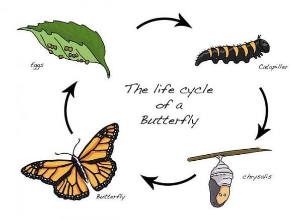 The diagram shows the life cycle of a monarch butterfly Summarize the ...