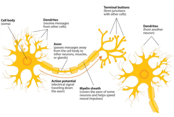 The diagram shows the components of a neuron and how it works | TOEFL ...