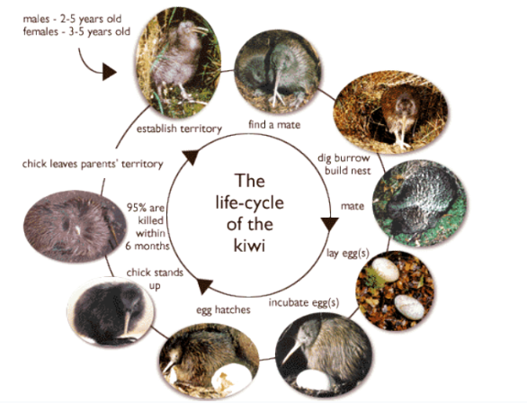 The diagram below shows the life cycle of the kiwi animal | TOEFL IELTS ...