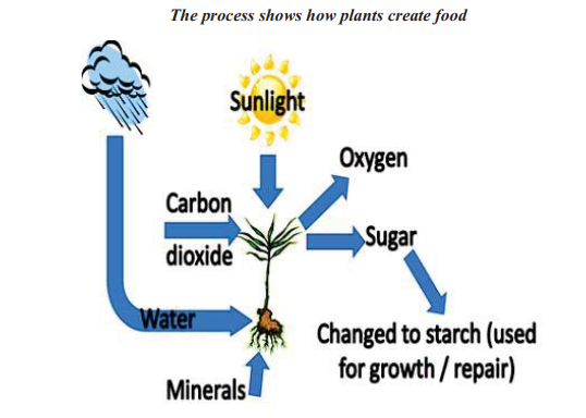 the-process-shows-how-plants-create-food-toefl-ielts-gmat-gre-sat-act