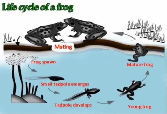 The Diagram Shows The Life Cycle Of A Frog Summarise The Information By 